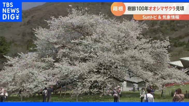 樹齢100年 箱根・芦ノ湖のほとりに咲く「湖畔の一本桜」【SUNトピ】｜TBS NEWS DIG