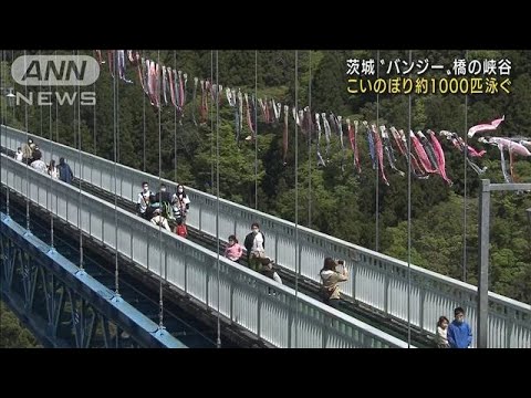こいのぼり1000匹泳ぐ　茨城“バンジー”橋の渓谷(2022年4月30日)