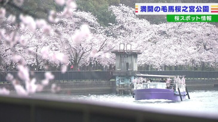 【美映像】「毛馬桜之宮公園」の桜　大正１２年に植樹始まり…約４８００本が満開（2022年4月1日）
