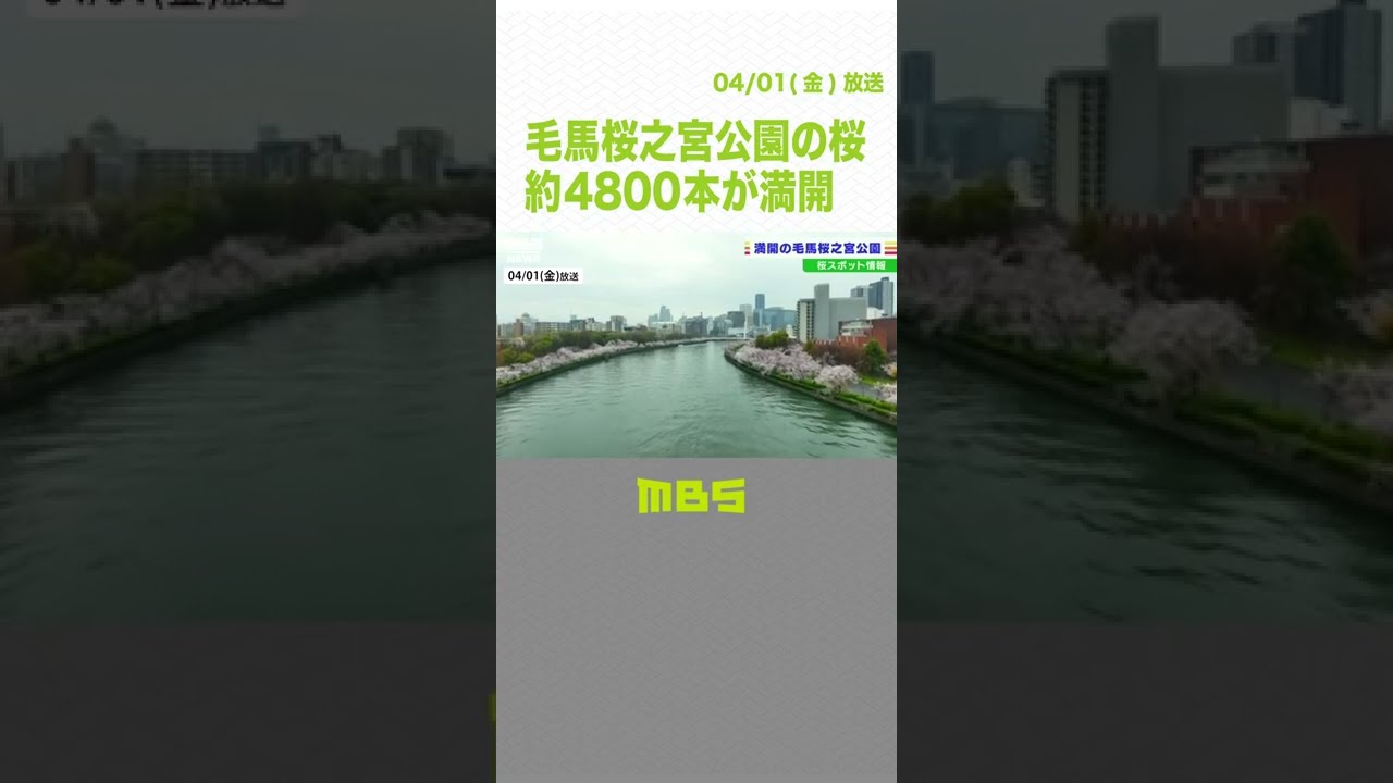 【美映像】「毛馬桜之宮公園」の桜　大正１２年に植樹始まり…約４８００本が満開（2022年4月1日）#Shorts #毛馬桜之宮公園 #大川 #桜