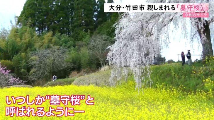 【令和のサクラ】丘の上で親しまれる「墓守桜」 大分・竹田市