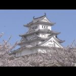 世界遺産・姫路城でも桜が見ごろ　“琴の音色”と“満開の桜”の共演　「観桜会」３年ぶりに開催
