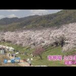 京都・八幡市の背割堤　「さくらまつり」３年ぶりに開催　２００本以上の桜並木が満開に