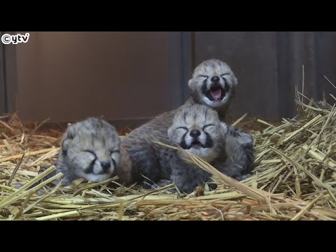 三つ子のチーター誕生　可愛らしい映像公開