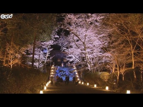 大津・三井寺ライトアップ　満開の夜桜堪能