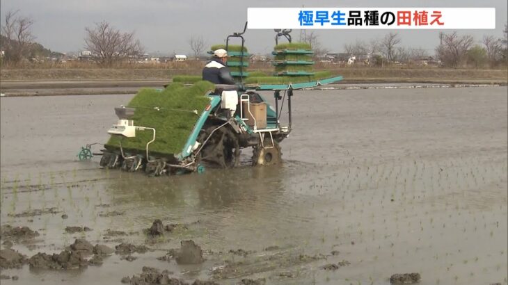 徳島で「早場米」の田植え…極早生の『ハナエチゼン』　夏に収穫し全国各地に出荷へ（2022年4月3日）