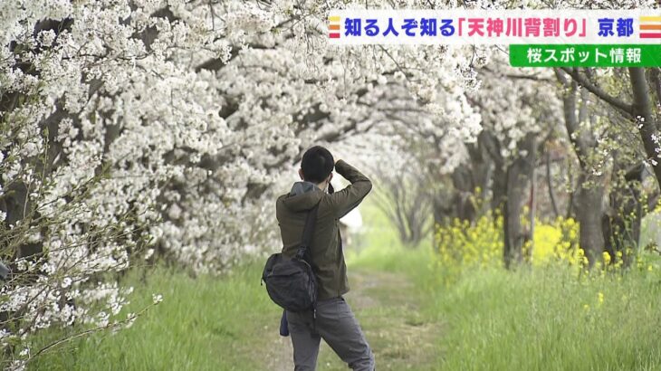 “１４０本の桜の木”で作られたトンネル　京都「天神川背割り」で桜が見ごろを迎える(2022年4月4日)