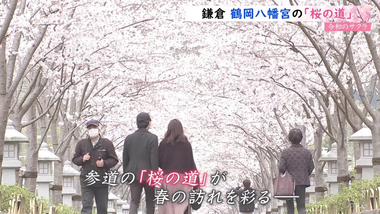 【令和のサクラ】鎌倉 鶴岡八幡宮の「桜の道」 神奈川・鎌倉市