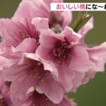 おいしく大きな『桃』にするために…余分な花を摘み取る作業を実施　和歌山・紀の川市（2022年4月4日）