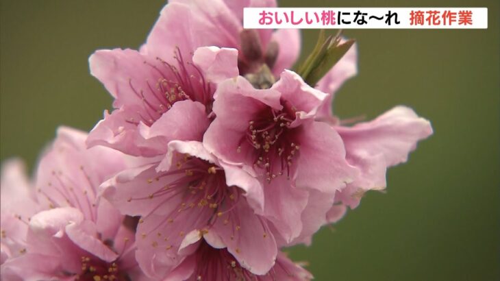 おいしく大きな『桃』にするために…余分な花を摘み取る作業を実施　和歌山・紀の川市（2022年4月4日）