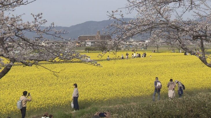 ２５０万本の菜の花が見ごろ　満開の桜と競演　奈良・橿原市の藤原宮跡