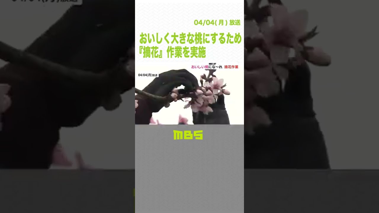 おいしく大きな『桃』にするために…余分な花を摘み取る作業を実施　和歌山・紀の川市（2022年4月4日）#Shorts #桃