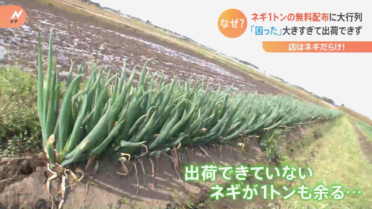 【知りたい】値上げの春に安い野菜　“豊作すぎる野菜”も