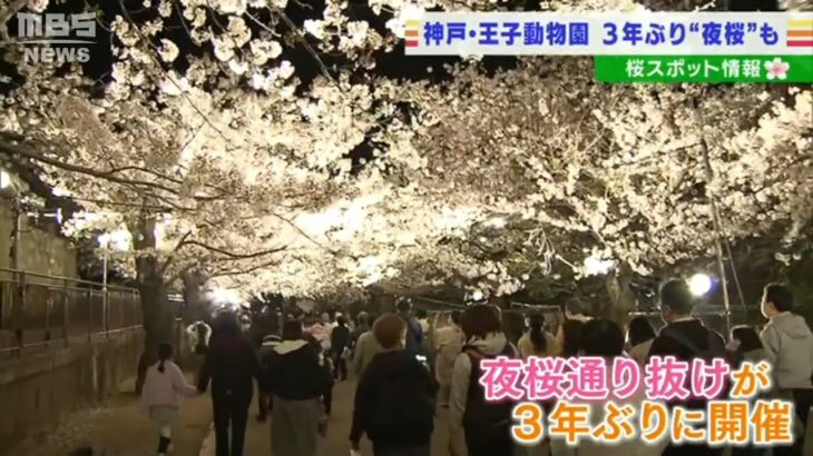 【３年ぶり「夜桜通り抜け」開催】５００本の桜の木でピンク色に染まる「王子動物園」（2022年4月5日）