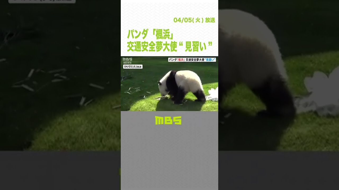 パンダ「楓浜」が『交通安全夢大使』の“見習い”活動　アドベンチャーワールド（2022年4月5日）#Shorts #楓浜 #パンダ