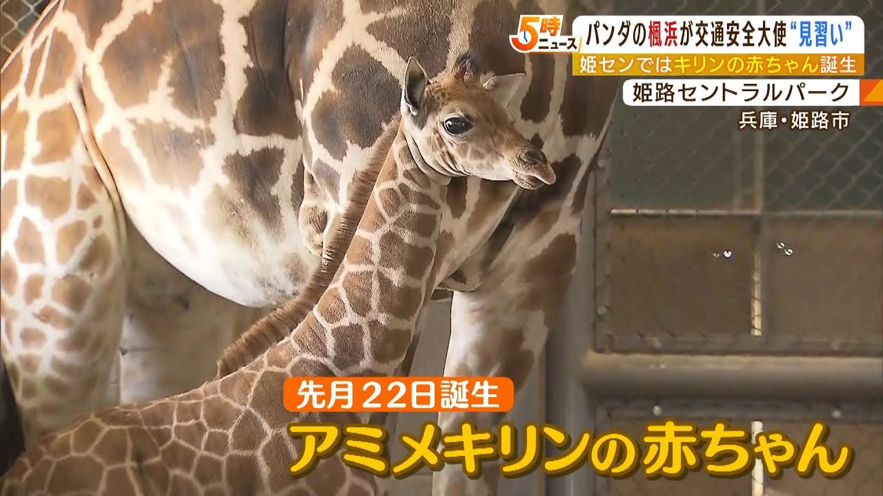 姫路セントラルパークでアミメキリンの赤ちゃんが誕生！生後2週間で180cm以上に成長（2022年4月5日）