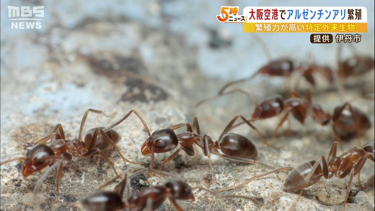 大阪空港で「アルゼンチンアリ」が“大量繁殖”　機器に入り込み影響を及ぼすおそれも（2022年4月5日）