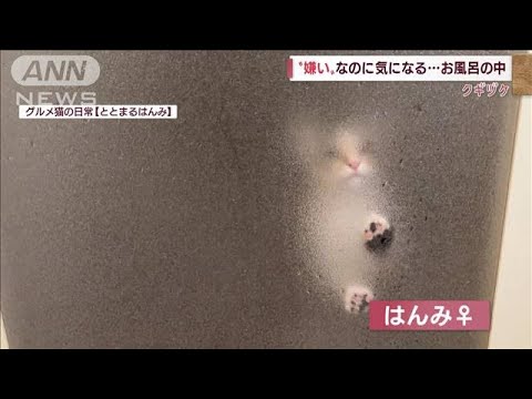 “嫌い”なのに気になる！肉球押しつけ恐る恐る・・・(2022年4月5日)