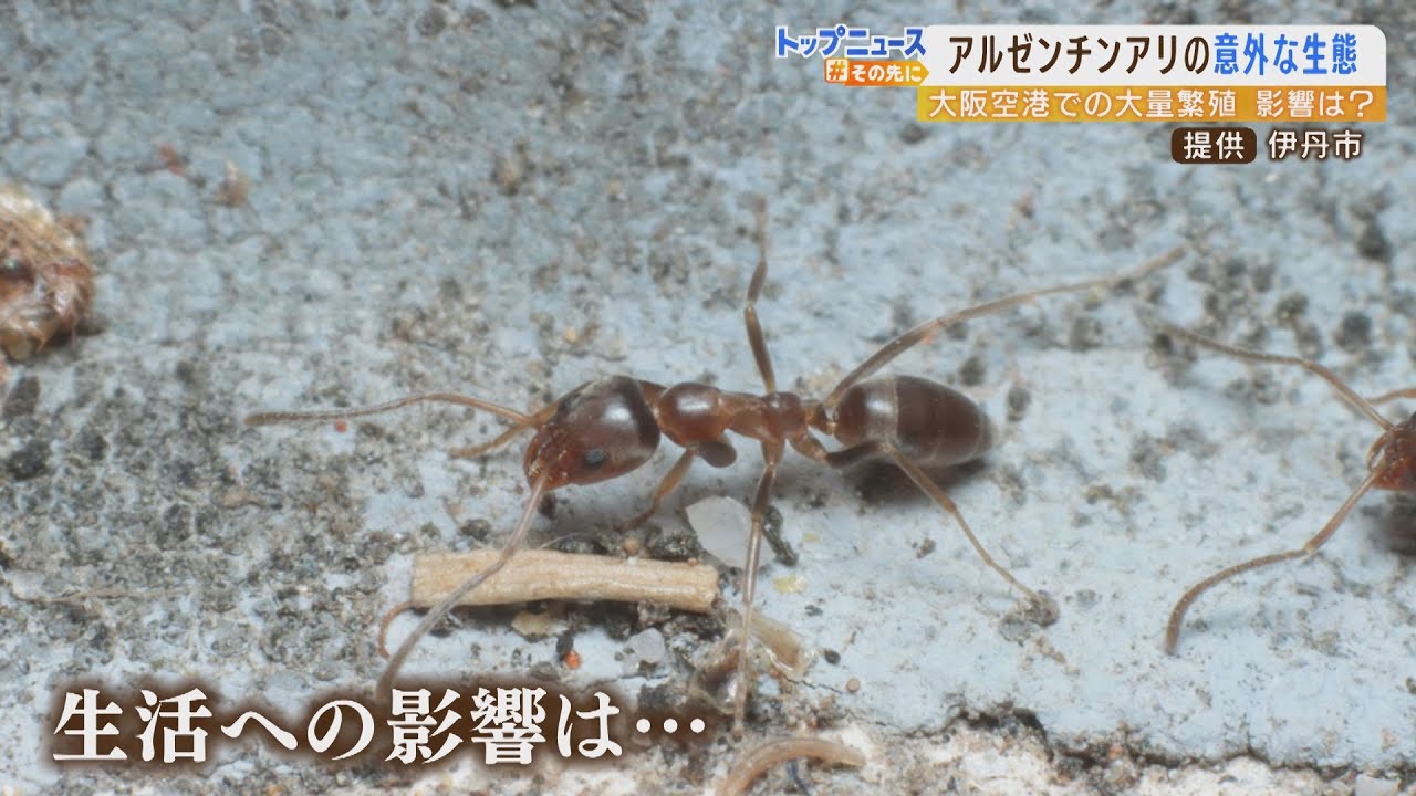 専門家に聞く「アルゼンチンアリ」の生態　毒針ないが「空港」での影響のおそれを指摘（2022年4月5日）