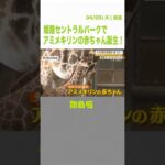 姫路セントラルパークでアミメキリンの赤ちゃんが誕生！生後2週間で180cm以上に成長（2022年4月5日）#Shorts #アミメキリン #姫路セントラルパーク