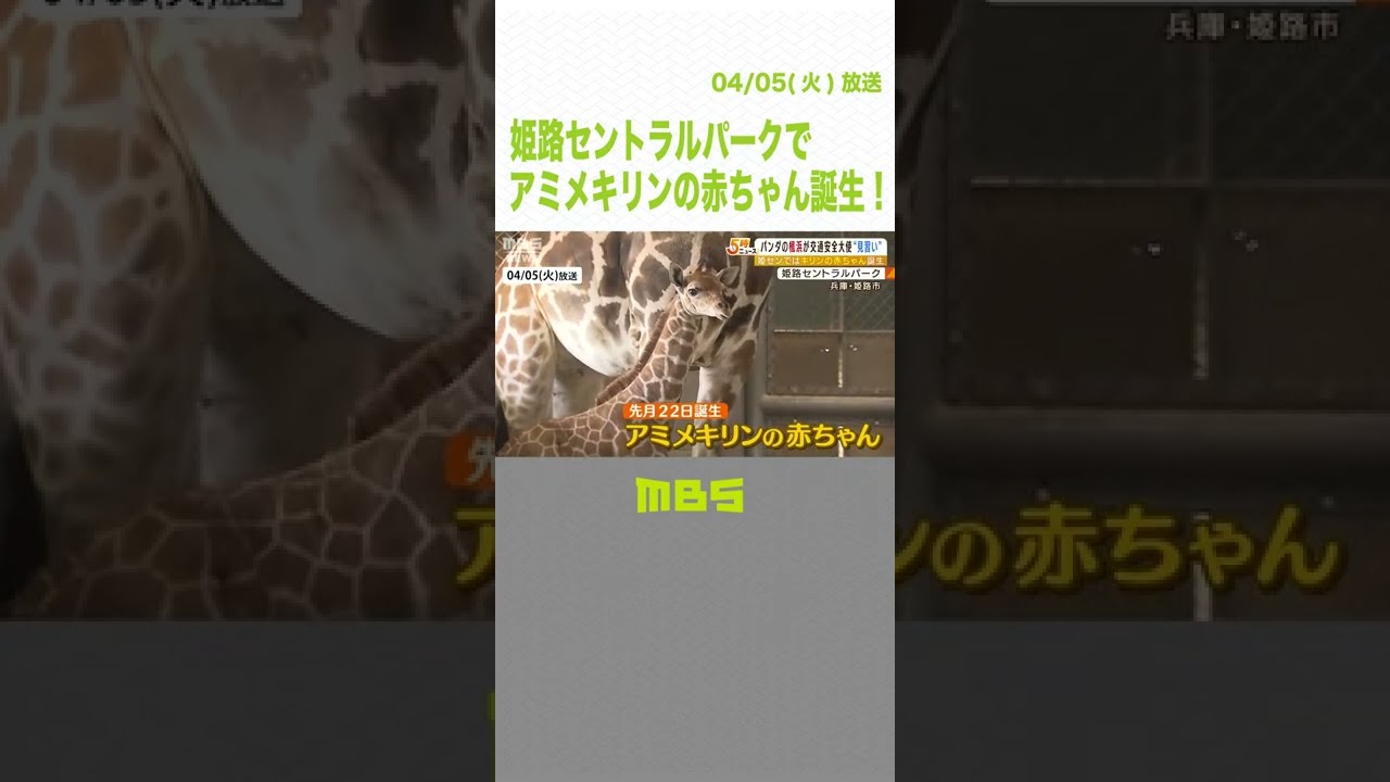 姫路セントラルパークでアミメキリンの赤ちゃんが誕生！生後2週間で180cm以上に成長（2022年4月5日）#Shorts #アミメキリン #姫路セントラルパーク