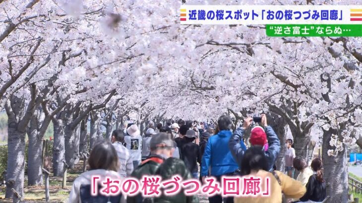 “逆さ富士”ならぬ『逆さ桜』川沿い４ｋｍに及ぶ桜並木「おの桜づつみ回廊」小野市（2022年4月6日）