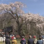 樹齢約３００年　西日本最大級のしだれ桜が見ごろ　兵庫・新温泉町の泰雲寺　見ごろは今週末まで