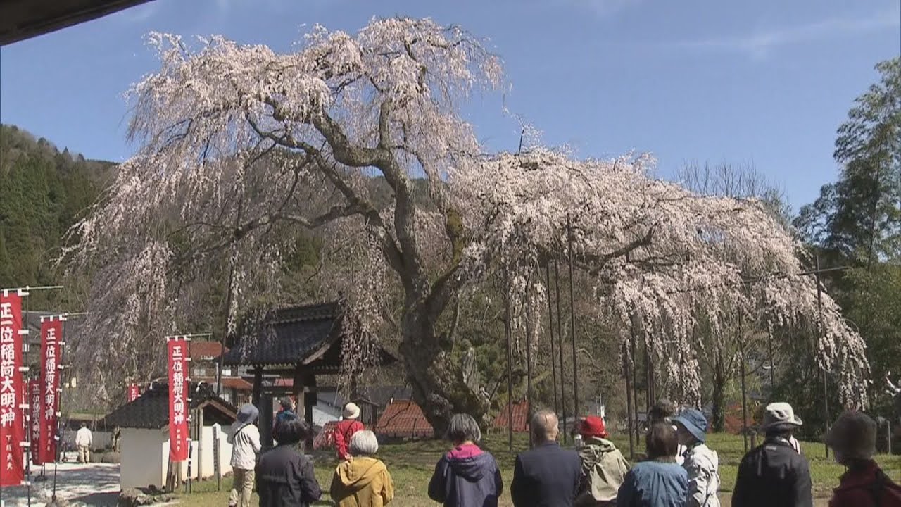 樹齢約３００年　西日本最大級のしだれ桜が見ごろ　兵庫・新温泉町の泰雲寺　見ごろは今週末まで