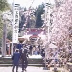 【令和のサクラ】こうべ垂れ参拝者迎える桜並木 山口市・徳佐八幡宮