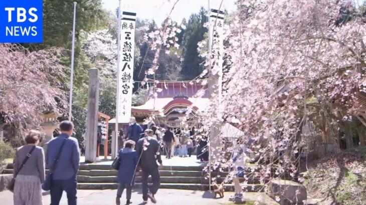 【令和のサクラ】こうべ垂れ参拝者迎える桜並木 山口市・徳佐八幡宮