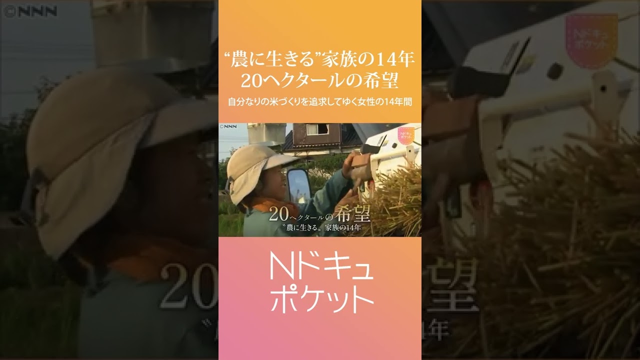 【家族の１４年】困難乗り越え”米作り”追求する女性 20ヘクタールの希望『Nドキュポケット』　NNNセレクション #Shorts
