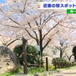 京都の桜スポット「哲学の道」約４００本からなる“桜のトンネル”で花びらが降り注ぐ（2022年4月7日）