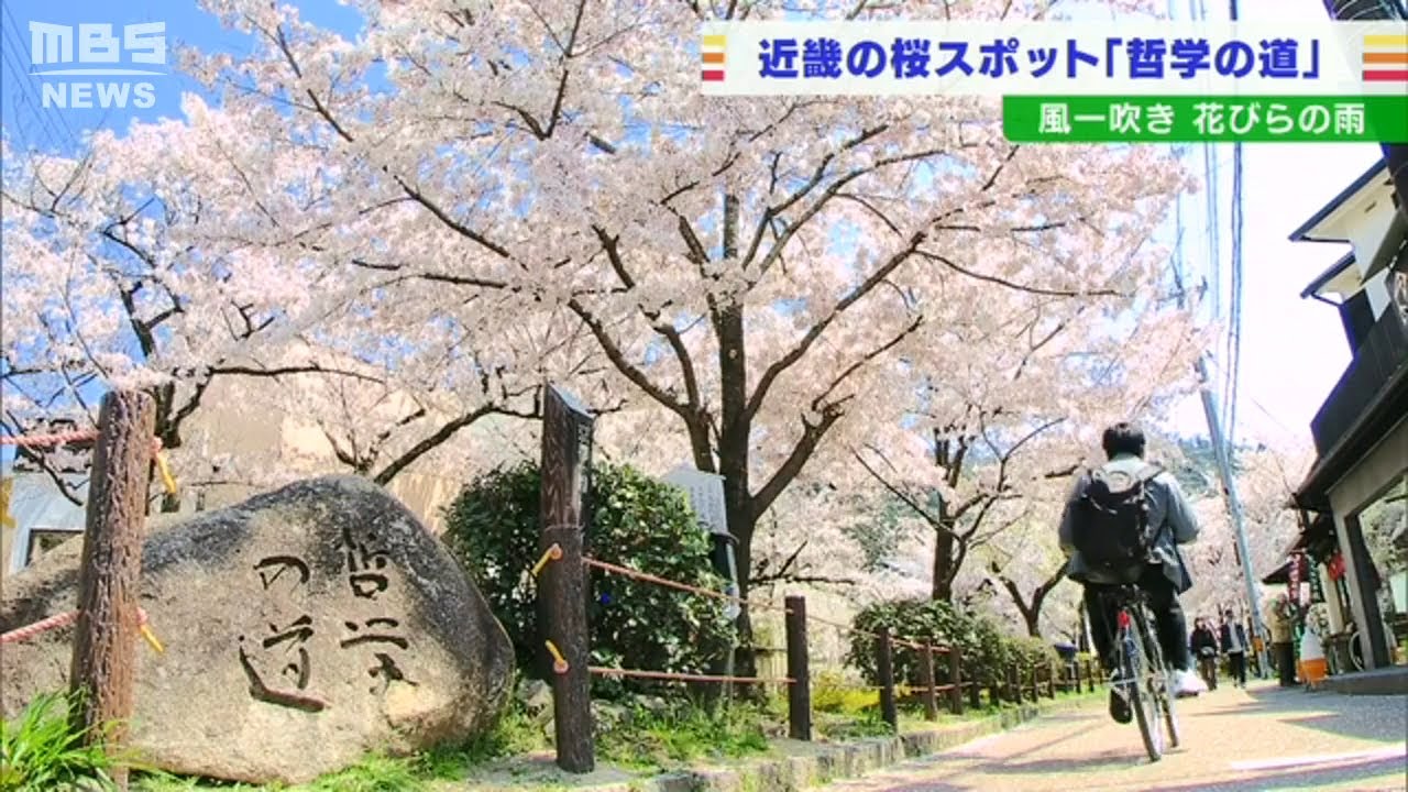 京都の桜スポット「哲学の道」約４００本からなる“桜のトンネル”で花びらが降り注ぐ（2022年4月7日）