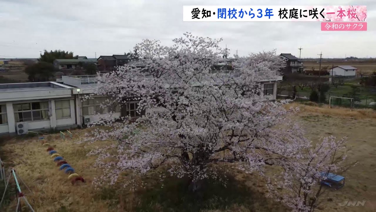 「令和の桜~閉校した分校の校庭の一本桜」