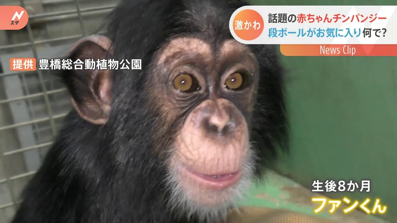 話題の赤ちゃんチンパンジー 段ボールがお気に入りの理由は?