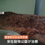 広島平和公園 オオサンショウウオ保護