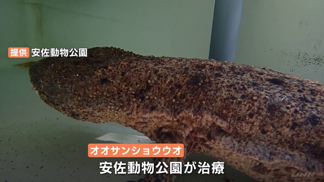 広島平和公園 オオサンショウウオ保護