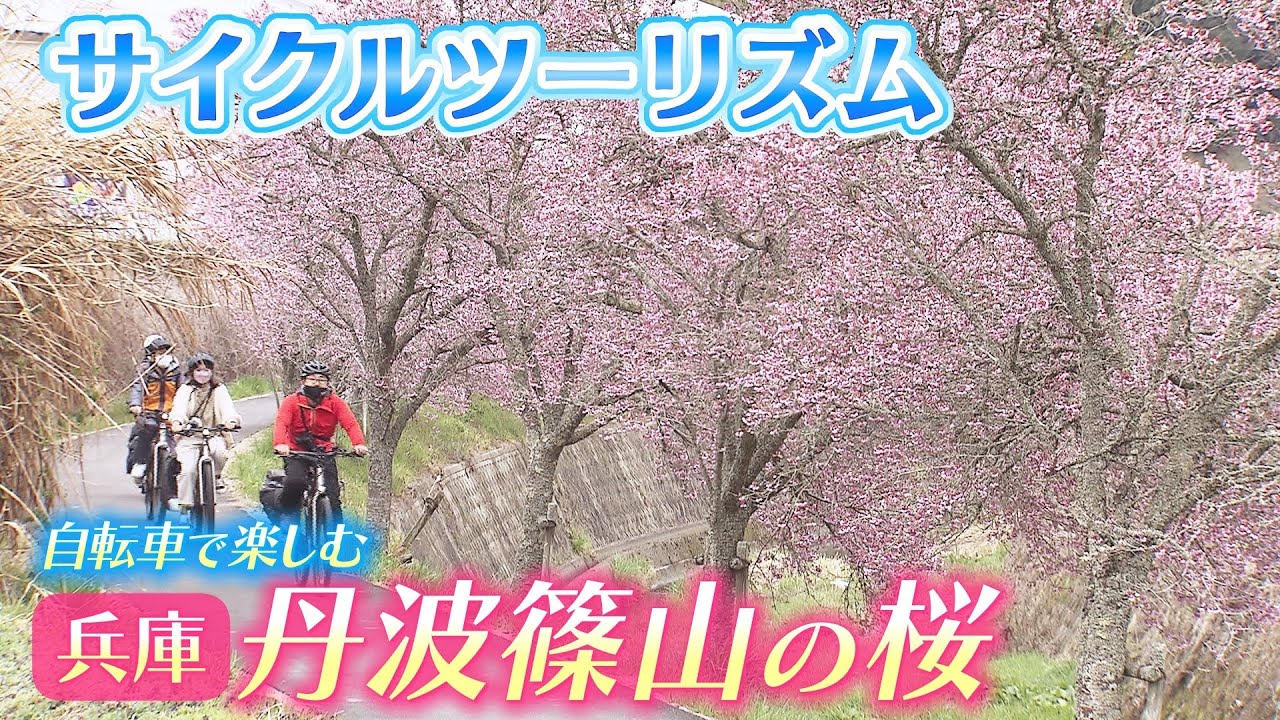 【サイクルツーリズム】自転車で楽しむ『丹波篠山の桜』…観光協会の”大型観光バスに依存しない”新たな取り組み　コロナ禍３度目の春は勝負の春！（2022年4月7日）