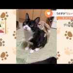 【一押し映像】ウサギのリュック