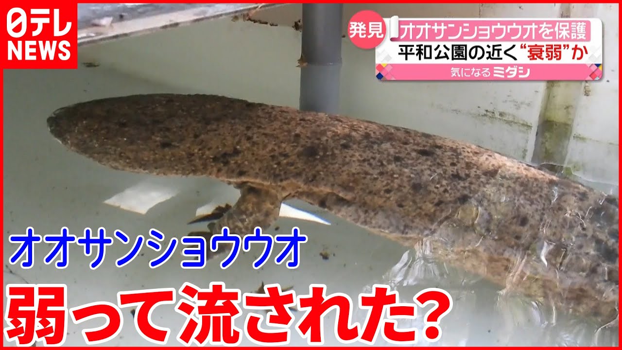 【オオサンショウウオ】広島・平和公園近くで保護
