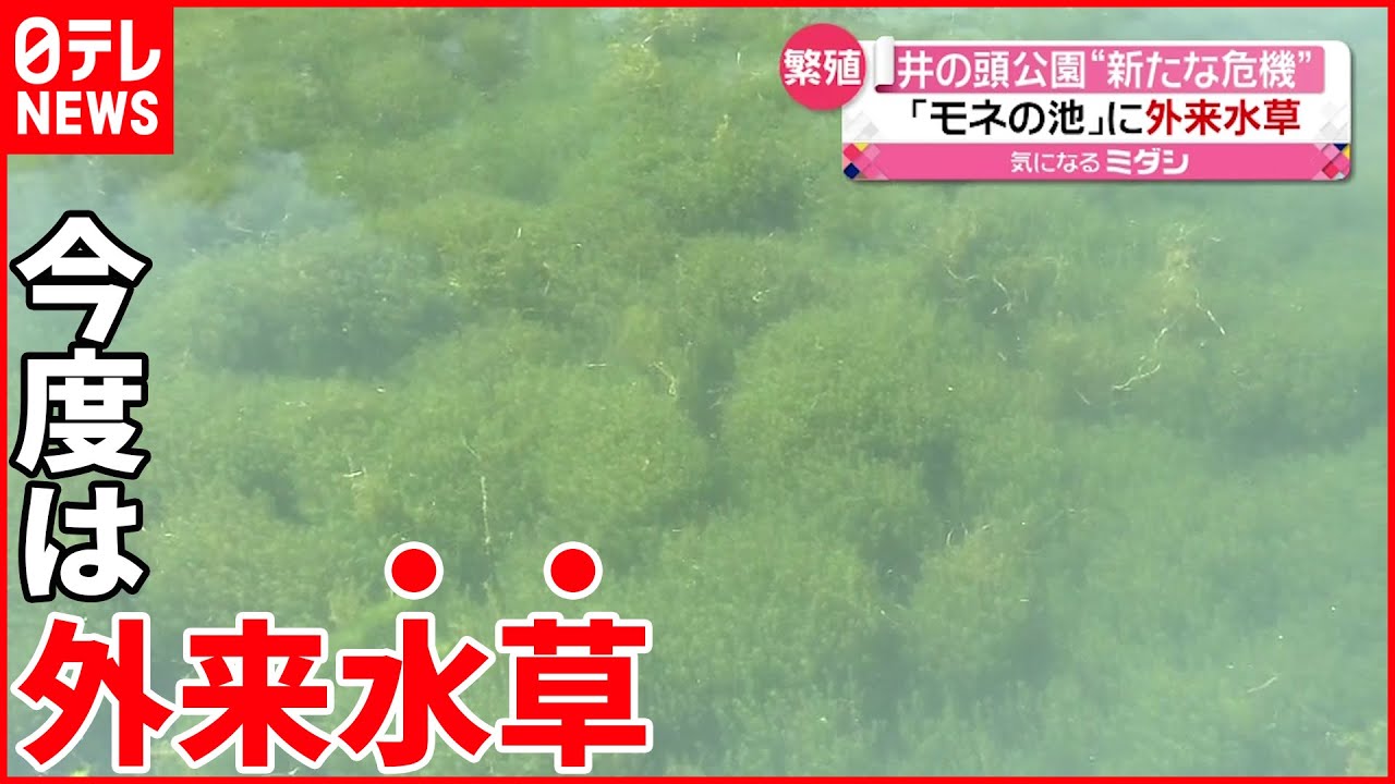 【井の頭公園】“モネの池”に新たな危機 外来魚は消えたけど…