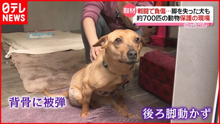 【戦禍のペット保護】脚失った犬も…ウクライナの飼い主“つらい選択”も