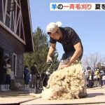 暑い夏に備えて「羊の一斉毛刈り」モコモコの毛を刈られてスッキリ　神戸・六甲山牧場（2022年4月9日）
