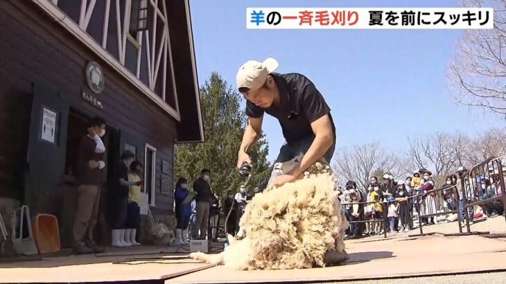 暑い夏に備えて「羊の一斉毛刈り」モコモコの毛を刈られてスッキリ　神戸・六甲山牧場（2022年4月9日）