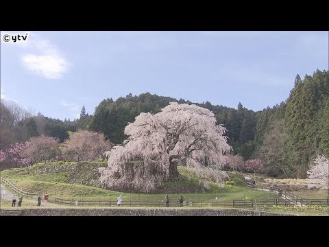 奈良・宇陀市　樹齢３００年を超える“しだれ桜”の「又兵衛桜」が満開の見ごろ