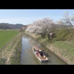 　滋賀・近江八幡市　満開の桜の中「西の湖」では手漕ぎ船での“春の水郷めぐり”賑わう