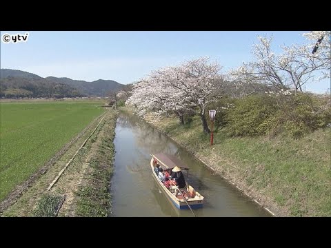 　滋賀・近江八幡市　満開の桜の中「西の湖」では手漕ぎ船での“春の水郷めぐり”賑わう