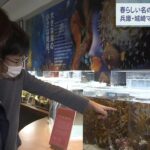生態には謎が多い…春らしい名の魚「サクラダンゴウオ」展示　城崎マリンワールド