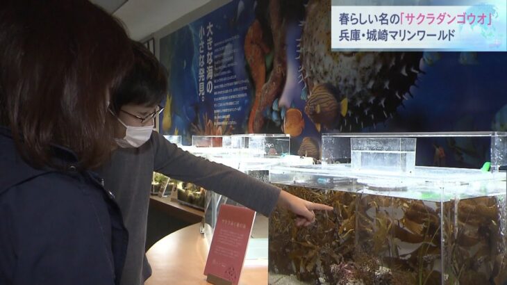 生態には謎が多い…春らしい名の魚「サクラダンゴウオ」展示　城崎マリンワールド