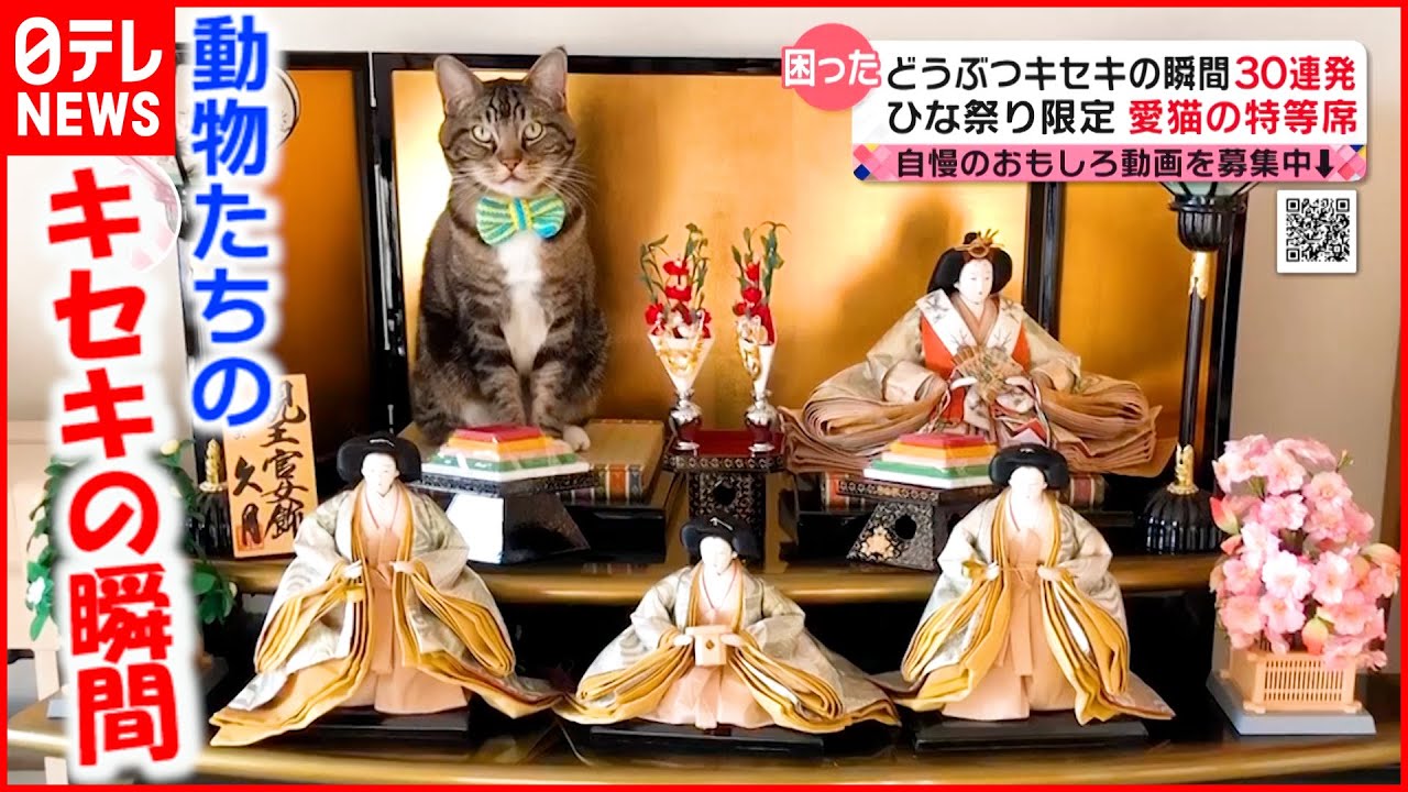 【かわいい】動物たちの”キセキの瞬間”３０連発 『news every.』18時特集